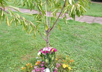 Jubileee Tree Planting